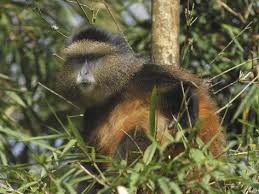 Golden monkey in Rwanda