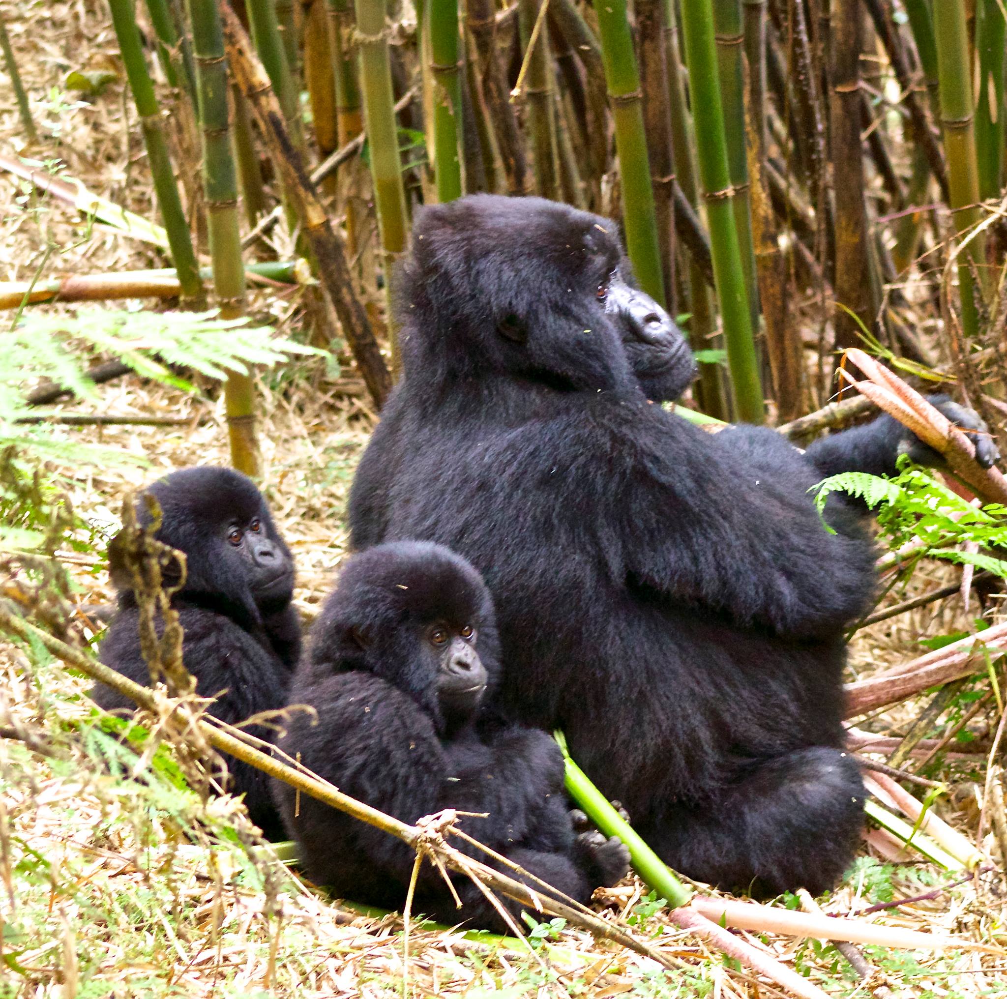 Gorilla Trekking, Golden Monkey Tracking Safari Rwanda Uganda