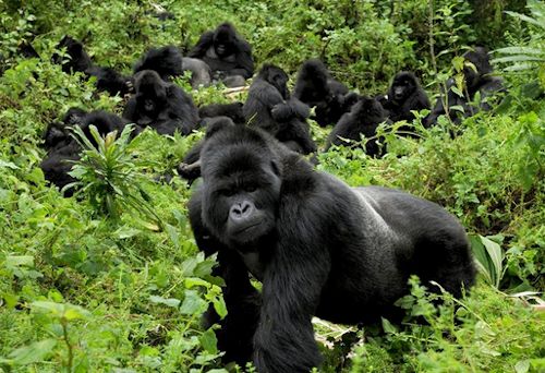 Nshongi gorilla group