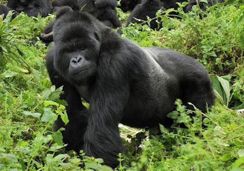 Rushaga gorilla
