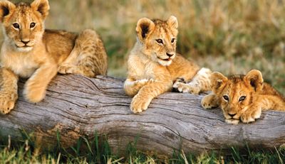 akagera lion cubs
