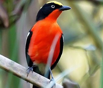 birdin in uganda