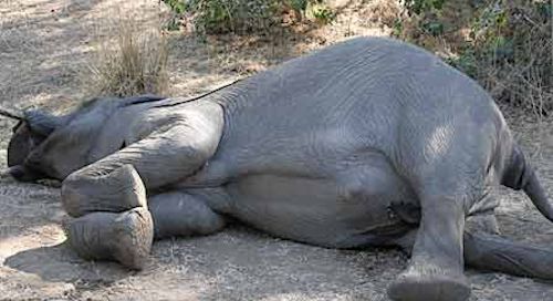 elephant dead uganda