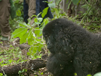 Uganda, Rwanda Gorilla Trekking