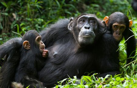 uganda chimpanzee safari