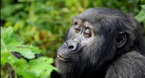 Rwanda Gorilla Tracking Safari | Trekking Gorillas in Rwanda